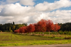 Tree Farm